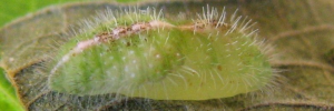 Pupae
